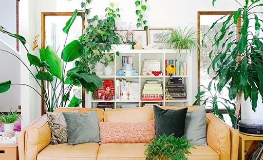 Living room with plants and stylish home design decor.