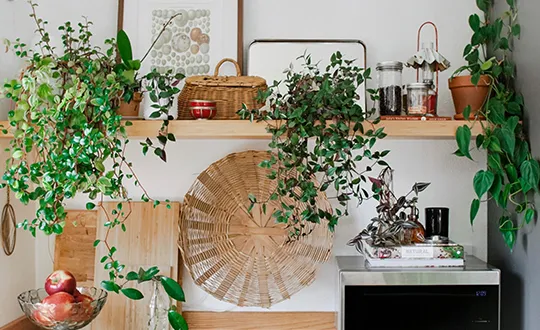 Stylish kitchen design featuring plants, decoration and wooden shelves.