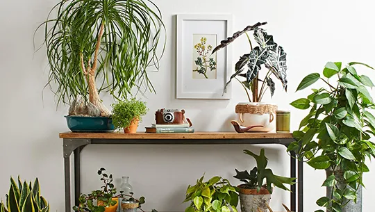 Home styling with many plants on a wooden shelf.